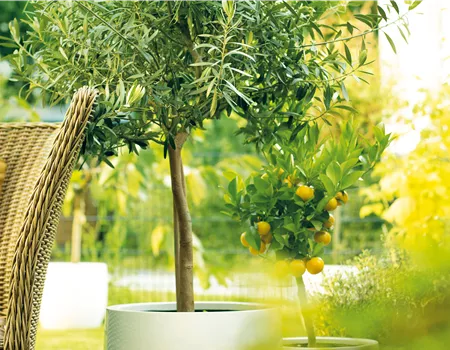 GARTEN DES SüDENS! 