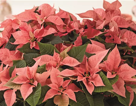 KLASSISCHE WEIHNACHTEN!