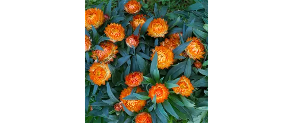 PFLANZE DES MONATS MAI: STROHBLUME