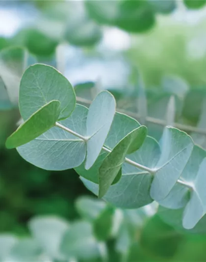 PFLANZE DES MONATS NOVEMBER: EUKALYPTUS