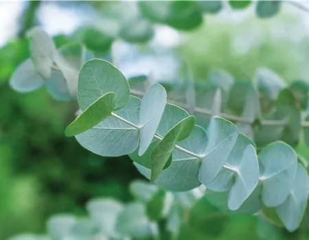 PFLANZE DES MONATS NOVEMBER: EUKALYPTUS