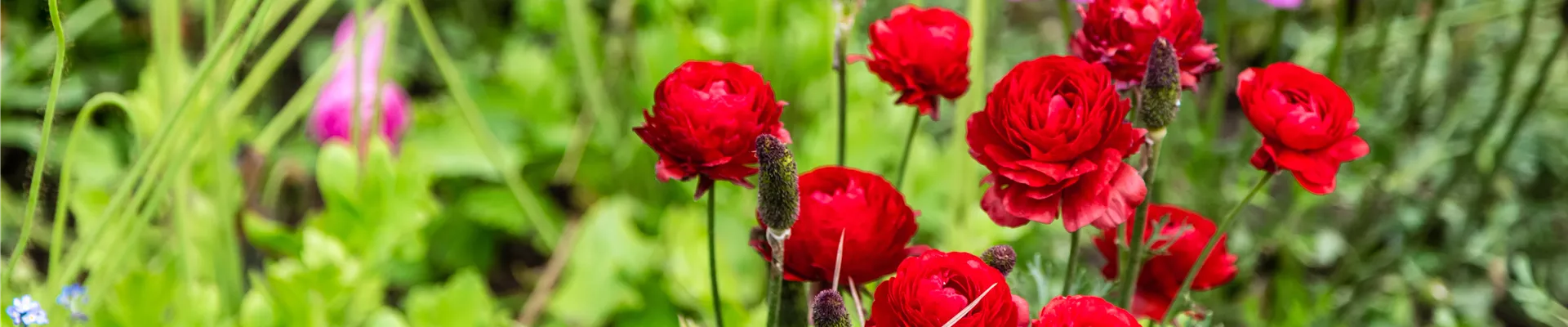 Buch des Monats: Mai!