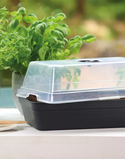 PLATZ DA AUF DER FENSTERBANK!