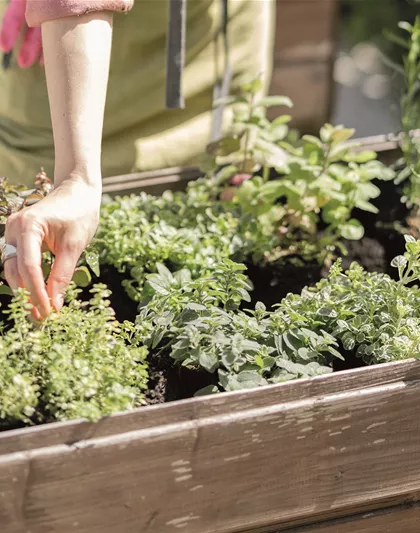 HOCHBEET GäRTNERN! 