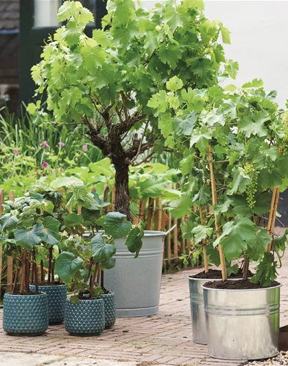 MEDITERRANE KüBELPFLANZEN! 