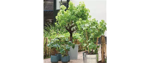 MEDITERRANE KüBELPFLANZEN! 