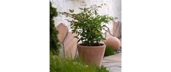 MEDITERRANE KüBELPFLANZEN! 