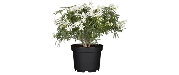 MEDITERRANE KüBELPFLANZEN! 