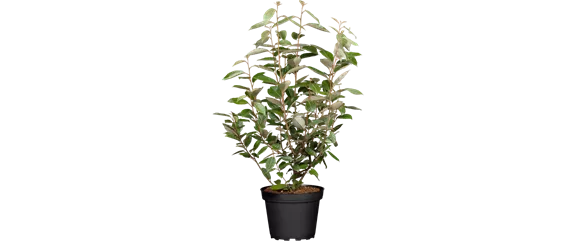 MEDITERRANE KüBELPFLANZEN! 