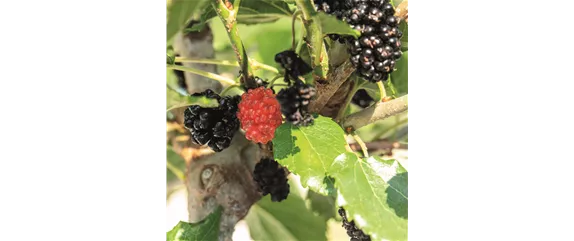 MEDITERRANE KüBELPFLANZEN! 