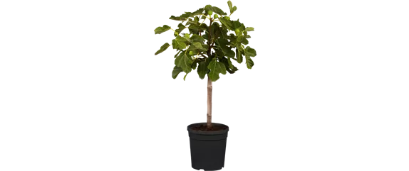 MEDITERRANE KüBELPFLANZEN! 