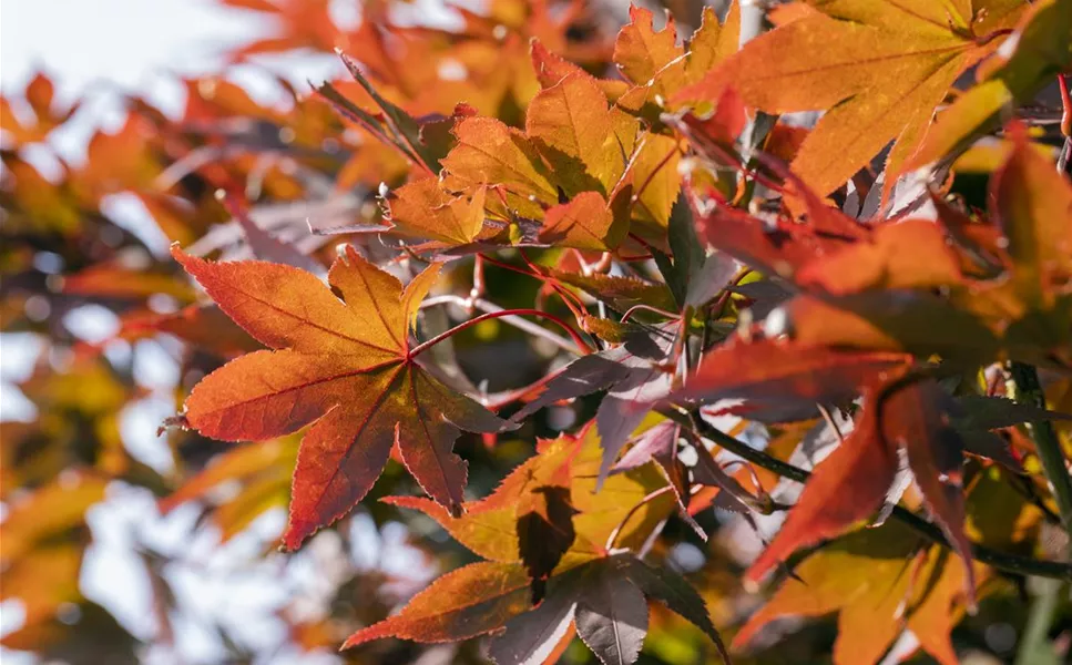 Baumschule - Bäume und Sträucher für dein Zuhause Baumschule - Bäume und Sträucher für dein Zuhause