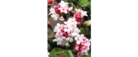 LICHTBLICKE IM WINTER-GARTEN!