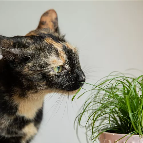 Tierfreundliche Pflanzen 🪴🐈