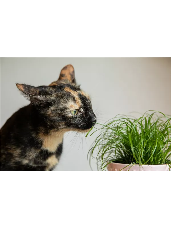 Tierfreundliche Pflanzen 🪴🐈