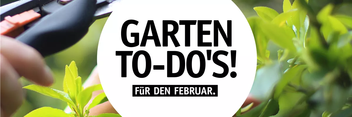 Garten To-Do's für den Februar 🌱