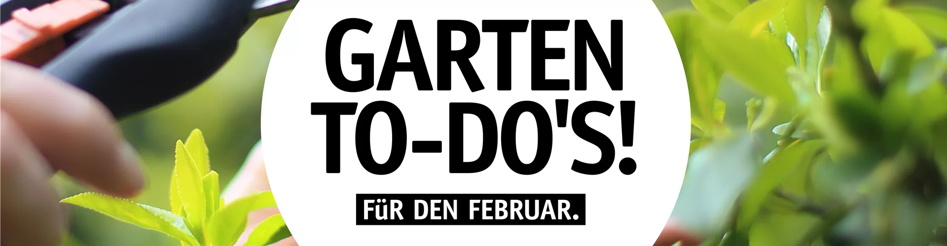 Garten To-Do's für den Februar 🌱