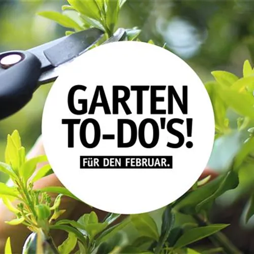 Garten To-Do's für den Februar 🌱
