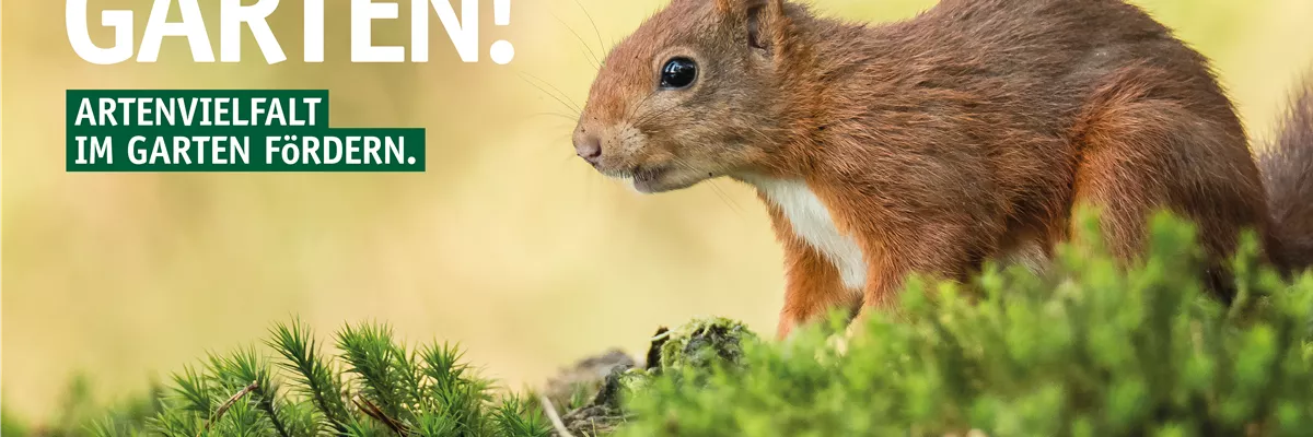 Wildtiergarten Eichhörnchen 🐿️