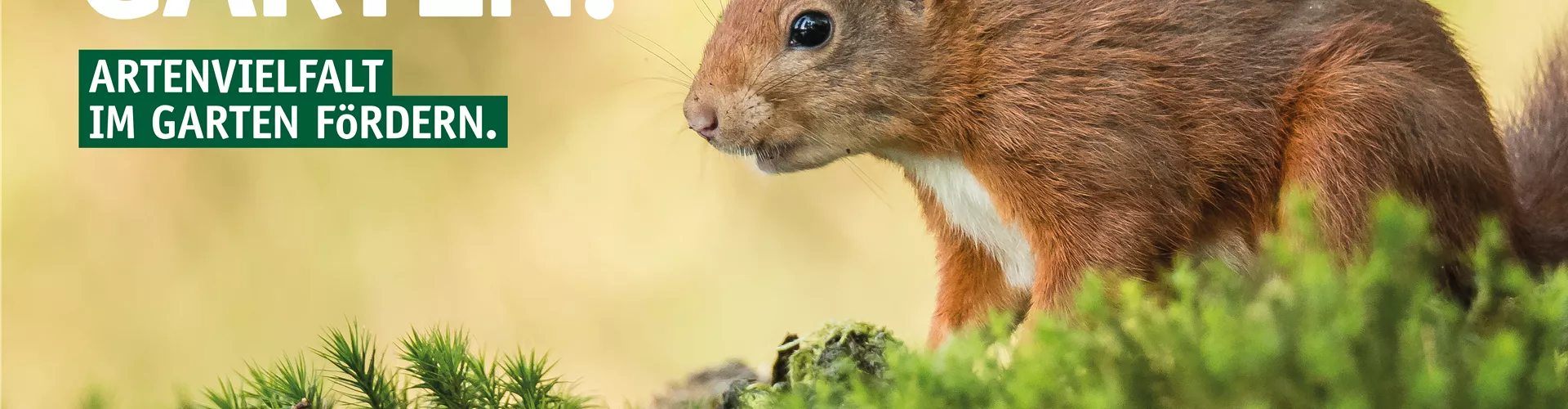 Wildtiergarten Eichhörnchen 🐿️