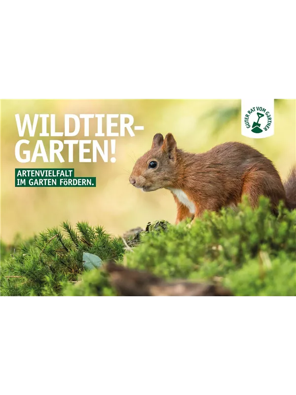 Wildtiergarten Eichhörnchen 🐿️