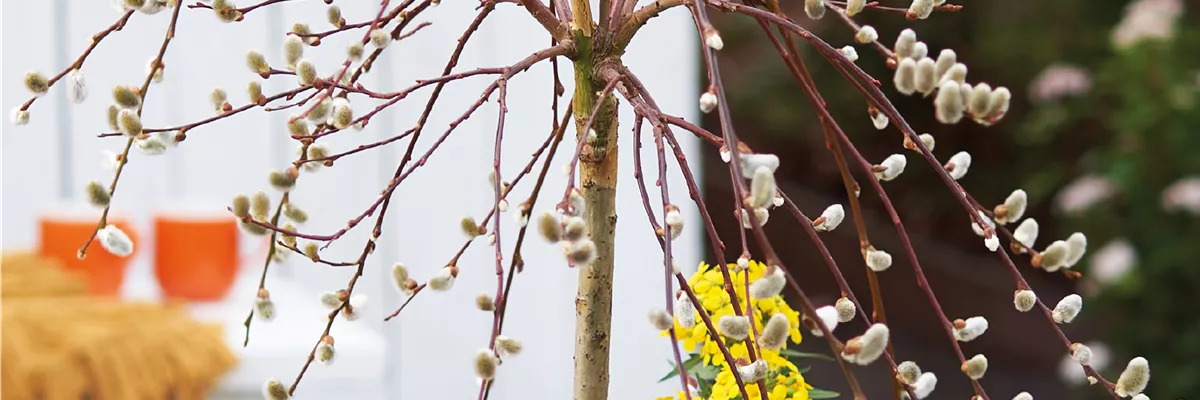 Start in den Frühling! 🌼
