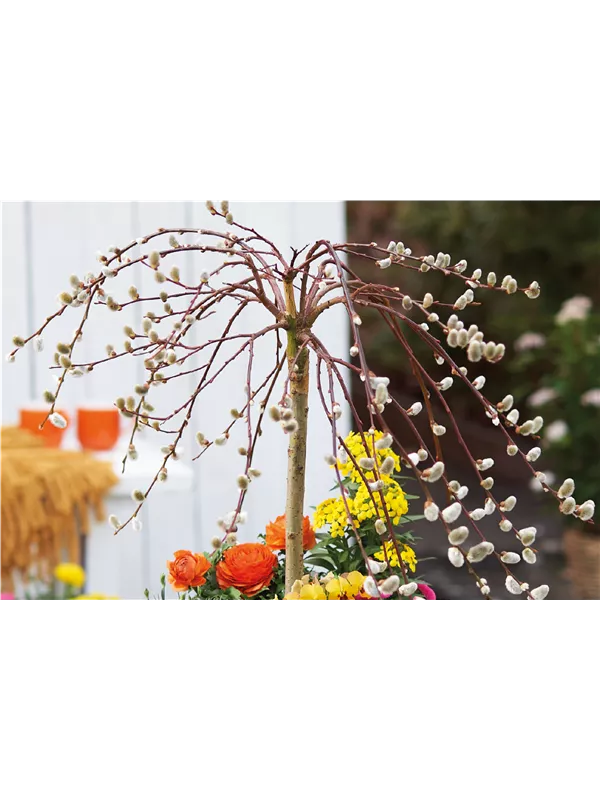 Start in den Frühling! 🌼